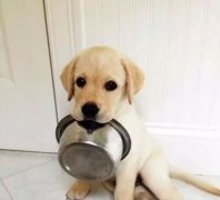 狗狗好像一直吃不飽，需要加餐嗎？