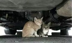 天冷了，開車前記得先喚醒它們！