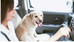 假期出去游玩，狗狗怎么辦呢？