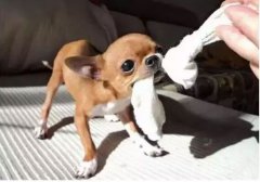  如何阻止狗狗亂咬家具？