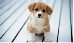 “小銅鈴”更適合哪些狗狗？