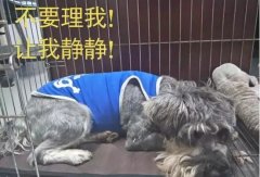 有汪星人的家，還是得需要一個籠子