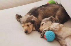 那些年，為狗狗說過的謊