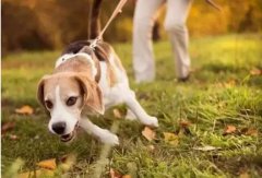 狗狗是如何舒緩壓力的呢？