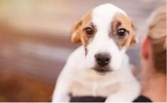 如何改善狗狗常見恐懼？