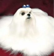 冬天寵物毛發(fā)靜電怎么辦？