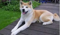 狗狗小知識(shí)，您知道多少？