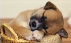 狗狗不吃東西怎么回事？