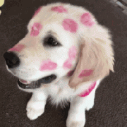 我家狗，在外面有人了！