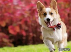 <b>如何讓狗狗安靜下來？——寵物百科知識</b>