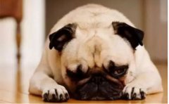 <b>狗狗口臭怎么辦？</b>