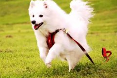 狗狗教會我們的人生道理，你做到了嗎？