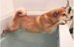 這幾種“酷刑”，據(jù)說(shuō)狗狗都超級(jí)怕！