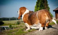 注意，這８種做法會(huì)減損狗狗的壽命！