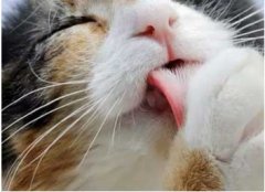 喵為什么這么愛(ài)舔毛？