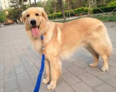 狗狗的品種，居然暴露了你的性格？