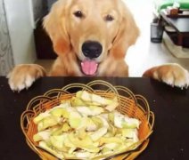 總被人問(wèn)：“你為什么愛(ài)狗？”因?yàn)椤?></div>
                <div>
                    <h2>總被人問(wèn)：“你為什么愛(ài)狗？”因?yàn)椤?/h2>
                    <div><span>2018-06-01

</span><span>查看更多</span></div>
                </div>
            </a><li>
             <a href=