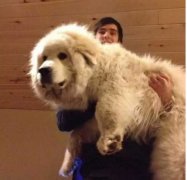 為什么喜歡養(yǎng)大狗？原因是......