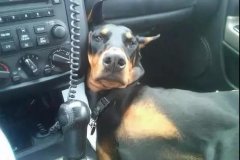 開車載狗雖拉風(fēng)，背后的安全隱患你又知多少？