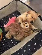 這幾件事你可能經(jīng)常做，但是卻不知道傷了狗狗