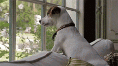 狗狗的十個有趣的小心思，你可一定要知道！