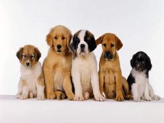 擁有“招狗體質(zhì)”是種什么樣的體驗？