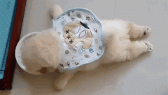 狗狗懶出新境界，只有你想不到，沒有它們做不