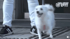 狗，真是人類最好的朋友嗎？