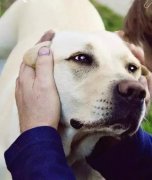 養(yǎng)狗之后才知道，這世界上真有無(wú)條件的愛(ài)…