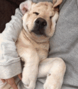 狗狗這么愛(ài)我怎么辦？