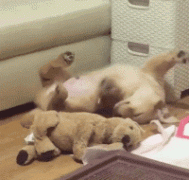 什么暖汪，全都是騙我養(yǎng)狗編出來(lái)的鬼話(huà)！