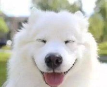 你是什么時候被你家狗撩到的？