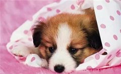 主人在狗狗心中的位置，從它睡覺位置就能看出