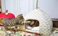 年年被搶窩，次次都慫成狗！可啥時候是個頭啊