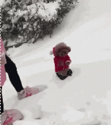 當(dāng)南方狗到了北方后...笑瘋了！