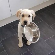 到了飯點(diǎn)不喂狗，你可知道后果的嚴(yán)重性？