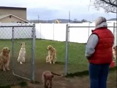 狗子鬧脾氣，就跟小媳婦一毛一樣！