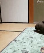 你家狗有什么過人技能？網(wǎng)友：我家狗會擦地板