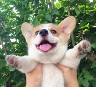 從沒被一只狗萌成這樣，除了它！