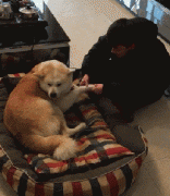 和狗狗說話恰恰說明你很聰明！