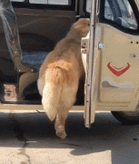 那位網(wǎng)友，你害怕的狗子，其實(shí)有這么慫！