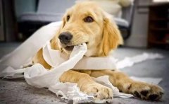 狗狗咬主人的衣服是想表達(dá)什么？ 華興寵物食品