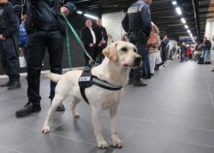 盲人的眼睛，路上碰見了導(dǎo)盲犬該如何做？ 華興