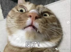 為何貓咪不喜被主人親吻？華興寵物食品