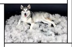 毛質(zhì)差、過度脫毛？華興重磅推出犬美毛處方糧