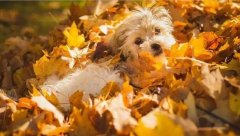 氣溫驟變，謹記寵物保暖誤區(qū)！ 華興寵物食品