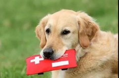 狗狗突然休克？7個急救辦法可以救你的狗! 華興