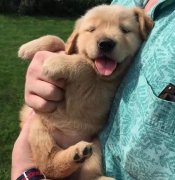 把狗當(dāng)孩子養(yǎng)，你認同嗎？ 華興寵物食品