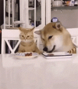 貓糧狗糧可以混吃嗎？ 華興寵物食品