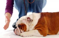 狗狗被主人打后會(huì)存有報(bào)復(fù)寵主嗎？